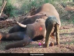 Mysuru Dasara Elephant Drona Dies At Nagarahole National Park Mysuru Dasara Elephant Drona Dies At Nagarahole National Park