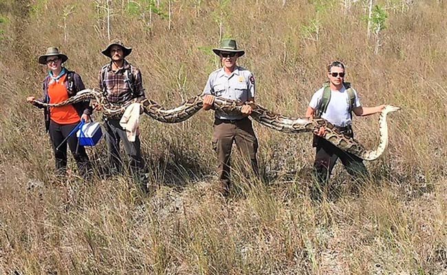 17-Foot-Long Female Python, Longer Than One-Story Building, Caught In US