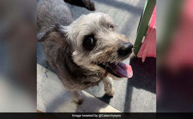 Viral: Twitter Users Reveal The Funniest Things Their Pets Have Done