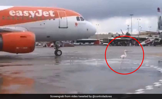 Watch: Flamingo Strutting Down Runway Holds Up Plane, Travellers Wait Inside