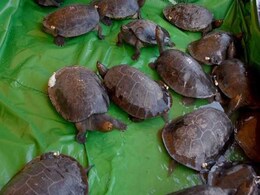 Cambodia Releases Critically Endangered Royal Turtles Into River Cambodia Releases Critically Endangered Royal Turtles Into River