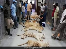 लाहौर ज़ू सफारी की बढ़ी रौनक,  यूएई ने पाकिस्तान को तोहफे में दिए 18 शेर और बाघ लाहौर ज़ू सफारी की बढ़ी रौनक,  यूएई ने पाकिस्तान को तोहफे में दिए 18 शेर और बाघ