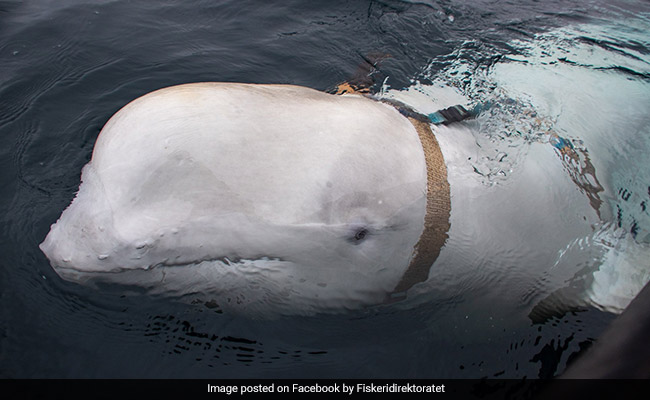 Warning Issued By Norway For 'Spy' Whale Seen Close To Oslo