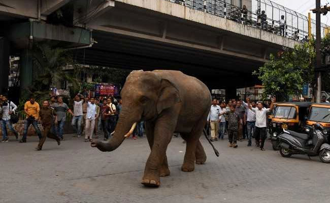 Wild Elephant Walks Down Guwahati Street, Stops Traffic; Residents Panic