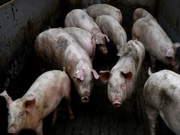 10 "World's Rarest Wild Pigs" Released In Assam's Manas National Park 10 "World's Rarest Wild Pigs" Released In Assam's Manas National Park