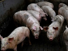 महाराष्‍ट्र के नाशिक में अफ्रीकी स्वाइन फीवर का खौफ, 9 सुअरों की मौत, 1KM का दायरा सील