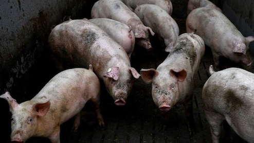 महाराष्‍ट्र के नाशिक में अफ्रीकी स्वाइन फीवर का खौफ, 9 सुअरों की मौत, 1KM का दायरा सील