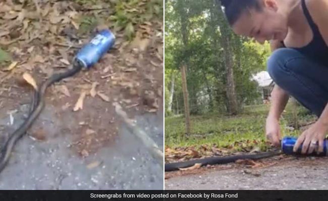 Viral Video: Screaming Woman Rescues Snake Stuck In Beer Can
