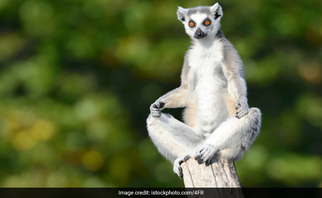 Yoga With Lemurs? 'Lemoga' Is A Health Trend That Netizens Find Adorable