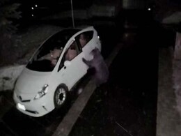 Scary Surveillance Footage Shows Bear Opening Car Door Scary Surveillance Footage Shows Bear Opening Car Door