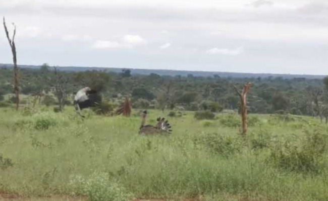 Secretary And Kori Bustard Birds Brawl In Incredible Video