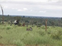 Secretary And Kori Bustard Birds Brawl In Incredible Video Secretary And Kori Bustard Birds Brawl In Incredible Video