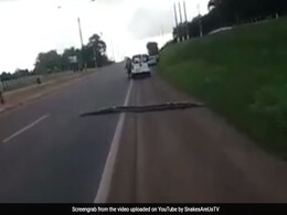 30-Kg Anaconda Brings Traffic To A Halt In Brazil 30-Kg Anaconda Brings Traffic To A Halt In Brazil