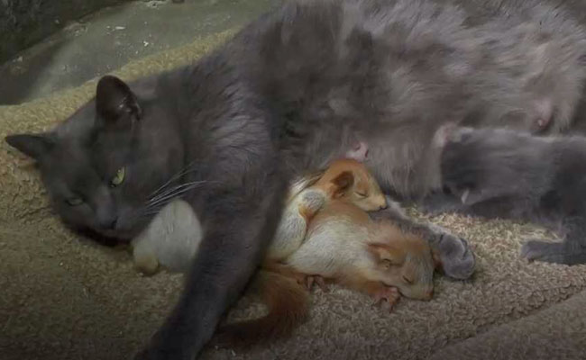 Cuteness Alert: Cat Adopts Orphaned Baby Squirrels In Aww-Dorable Video