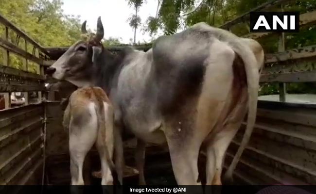 अयोध्या में गायों के साथ शराब पीकर शख्स करता था शर्मनाक काम, गिरफ्तार हुआ तो बोला..."मैं शराब के नशे में था"