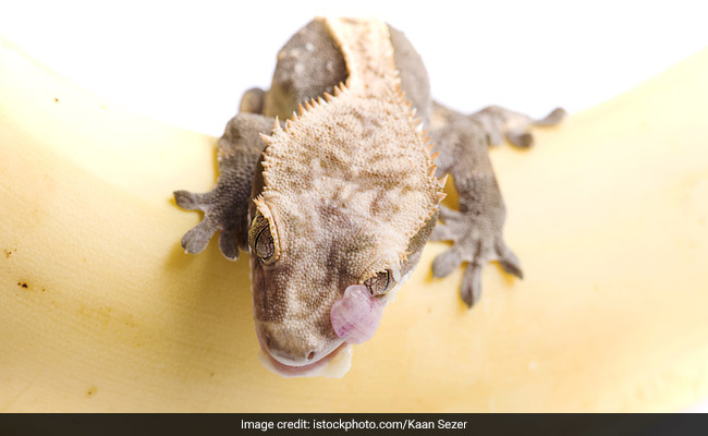 एयरपोर्ट पर 19 छिपकलियों के साथ सफर कर रही थी महिला, पुलिस ने पकड़ा और...