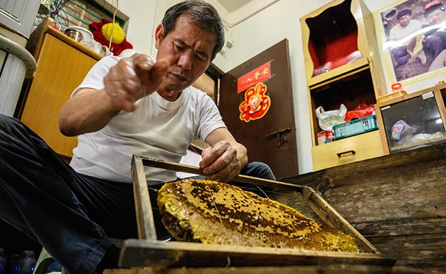 The Hong Kong Beekeeper Harvesting Hives Barehanded
