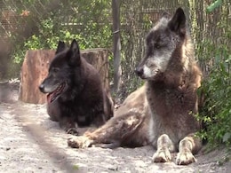 Meet Yuki And Mohan, The Real-Life '<i>Game Of Thrones</i>' Giant Wolfdogs Meet Yuki And Mohan, The Real-Life '<i>Game Of Thrones</i>' Giant Wolfdogs