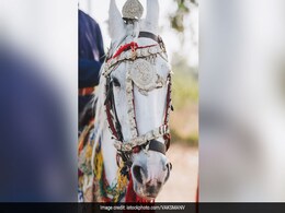 Candidate Who Rode Horse In Groom's Attire To File Nomination Charged Candidate Who Rode Horse In Groom's Attire To File Nomination Charged