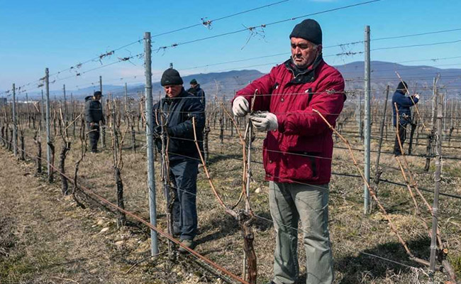 Grapes On Mars: Georgia Winemakers Aiming High