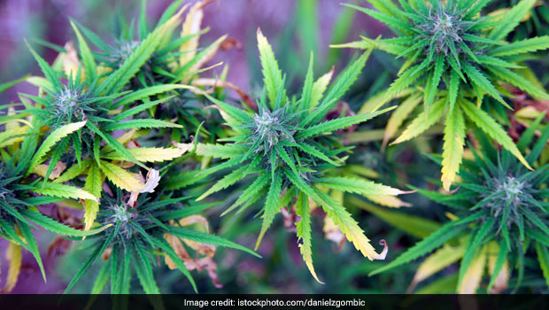 Ukraine Legalises Medical Marijuana To Help Ease Stress From Russia War