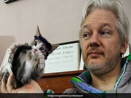 The Mystery Of Julian Assange's Cat: Where Will It Go? What Does It Know? The Mystery Of Julian Assange's Cat: Where Will It Go? What Does It Know?