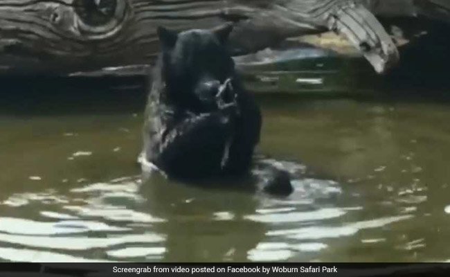 Watch: Bear Uses Cloth To Wash Face At Safari Park