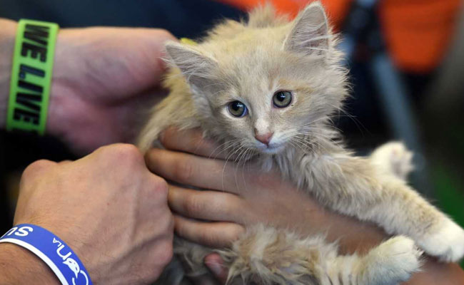 US Agriculture Department Closes "Kitten Slaughterhouse" After Outcry