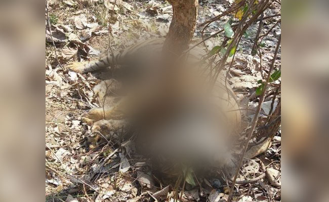 Tigress Stuck For 2 Days In Trap Before Dying At Maharashtra Reserve