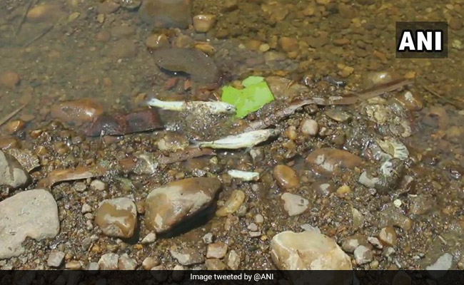 Several Fishes Found Dead On The Banks Of River Tunga In Karnataka