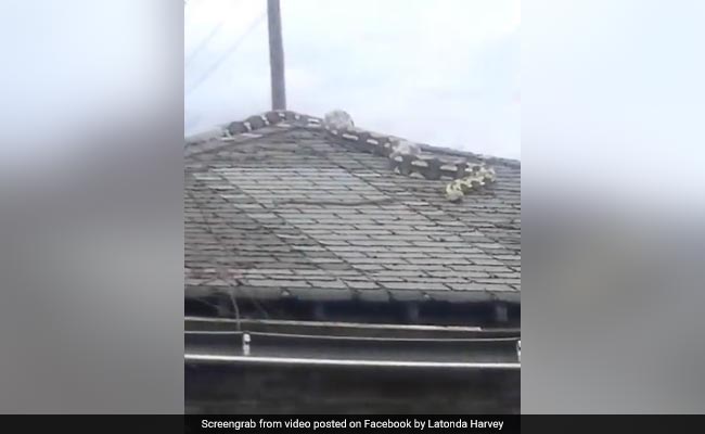 "It's Moving, It's Huge": Watch 18-Foot Snake Slither On Detroit Roof