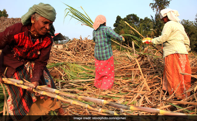 "Will Transform Lives": UP Hikes Sugarcane Prices Ahead Of 2022 Assembly Polls