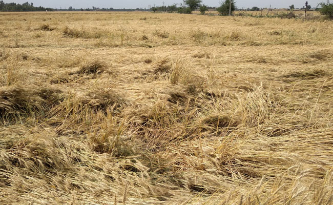 Unseasonal Rains, Storm Damage Wheat Crop In Punjab, Haryana