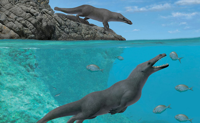 Four-Legged Prehistoric Whale Fossil Found In Peru