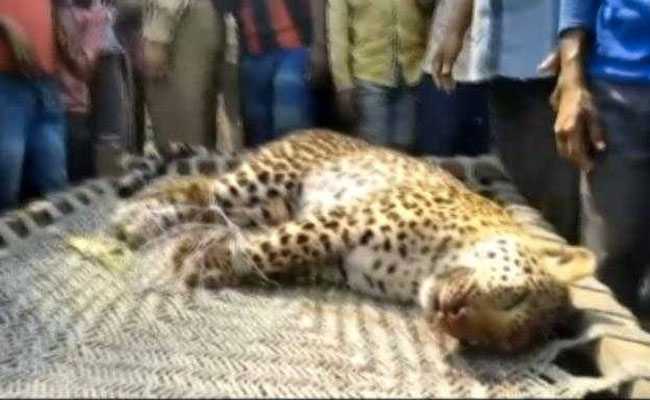 Leopard Dies After Being Beaten With Sticks By Angry Villagers In UP