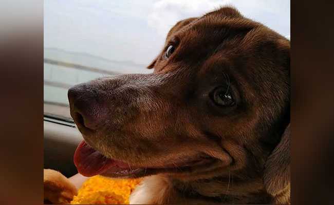 Dog Saved From Seas 220 kms Off Thai Coast To Be Adopted By Rescuer