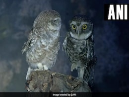 India's First Nocturnal Zoo Earns Rs 3 Crore Annually India's First Nocturnal Zoo Earns Rs 3 Crore Annually