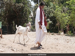 शाहरुख खान के साथ लड़ाई के बाद बकरी चराते नजर आए अमिताभ बच्चन, Photo हुई वायरल शाहरुख खान के साथ लड़ाई के बाद बकरी चराते नजर आए अमिताभ बच्चन, Photo हुई वायरल