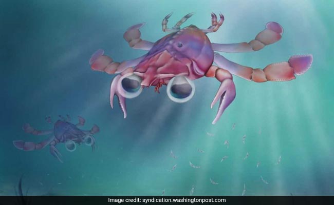 Scientists Discover "Cute", "Unusual" Crab With Cartoonish Eyes