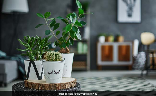 6 Cooling Indoor Plants To Add To Your Home This Summer