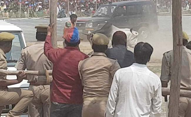 जब सांड आ धमका मैदान में, भगाने के लिए अखिलेश यादव को DGP को फोन करना पड़ा...