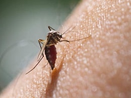 World Malaria Day 2023: कब है विश्व मलेरिया दिवस, जानें इतिहास, महत्व और इस साल की थीम