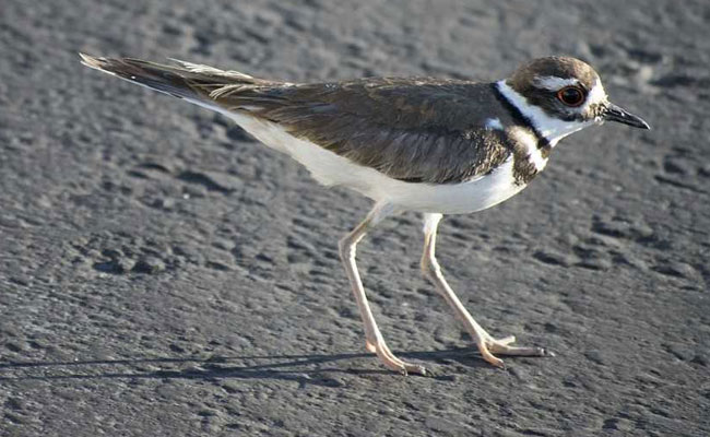 Bird Builds Nest In New High School Stadium, Delays Grand Opening