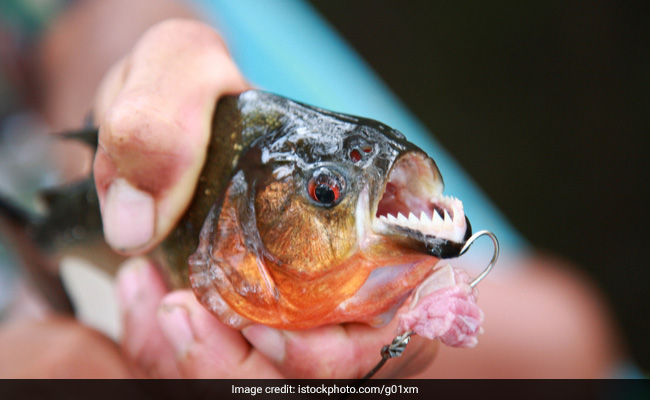 Watch: "The Most Dangerous Fishing Event" Featuring 1,000 Flesh-Eating Piranhas