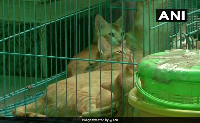 US Woman Wanted To Stay In Gujarat Hotel With 14 Pets. Then...