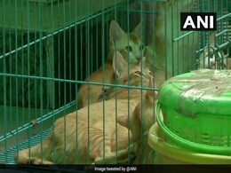 US Woman Wanted To Stay In Gujarat Hotel With 14 Pets. Then... US Woman Wanted To Stay In Gujarat Hotel With 14 Pets. Then...