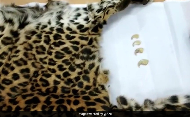 Skin Of Poached Leopard Seized, Four Arrested In Hyderabad