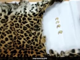Skin Of Poached Leopard Seized, Four Arrested In Hyderabad Skin Of Poached Leopard Seized, Four Arrested In Hyderabad