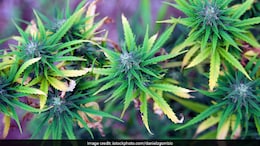 Himachal Assembly Adopts Resolution For Legal Cannabis Cultivation In State
