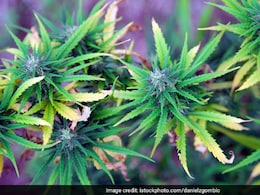 30,000 Secretly Grown Marijuana Plants Destroyed In Turkey: Report 30,000 Secretly Grown Marijuana Plants Destroyed In Turkey: Report